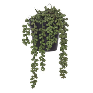 String of Pearls - Plastic Pot