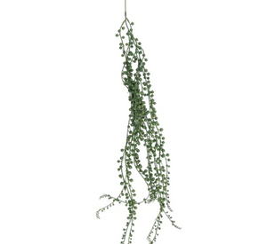 Hanging Ragworts Succulent