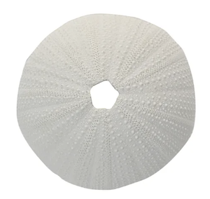 Sea Urchin Coral Resin Sculp