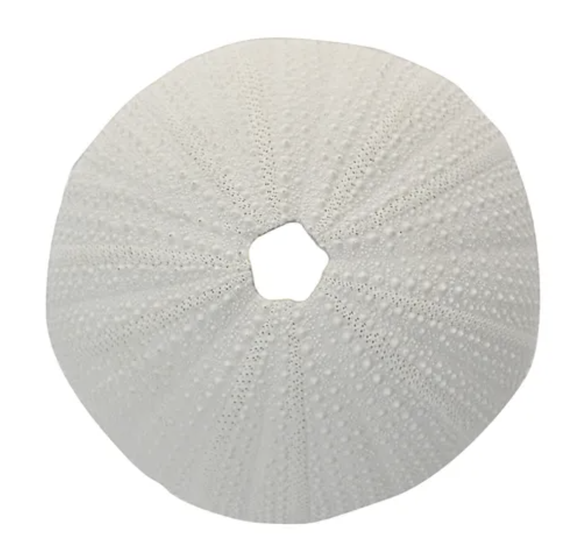 Sea Urchin Coral Resin Sculp