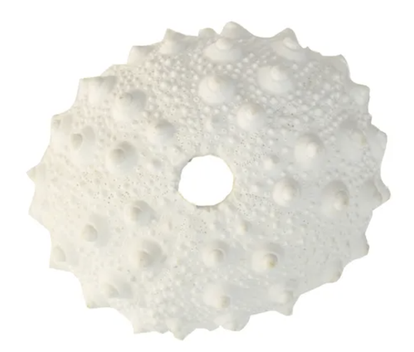Spiky Urchin Coral Resin