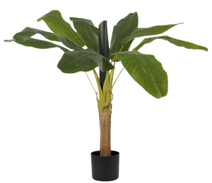 Banana Palm RT 125cm w Pot 14x12cm