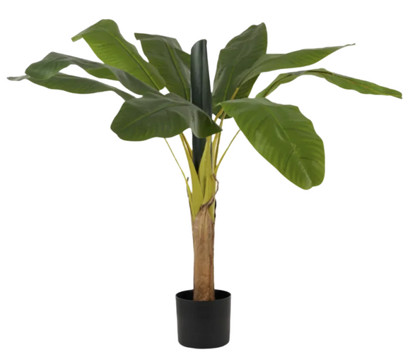 Banana Palm RT 125cm w Pot 14x12cm