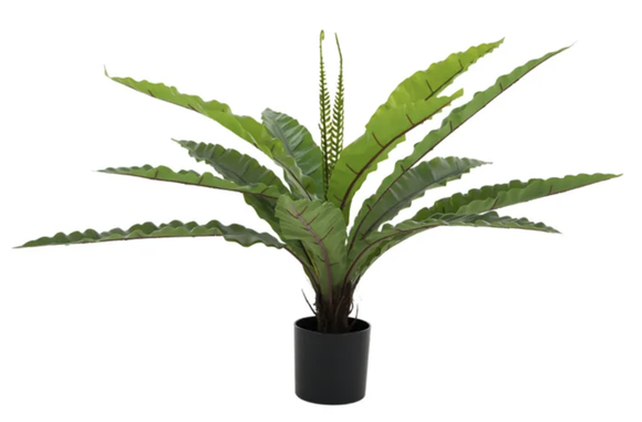 Neottopteris RT 70cm w Pot 12x11cm