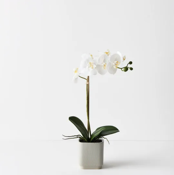 Faux Tree - Orchid Phalaenopsis