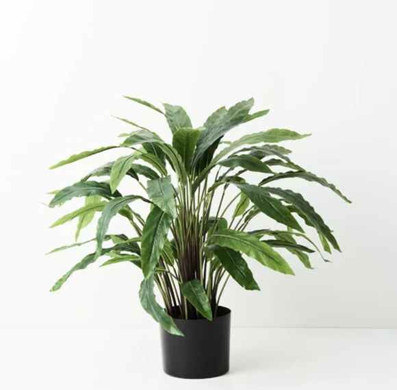 Faux Plant - Calathea