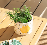Home Grown Bee Plant Pot
