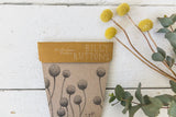 A Gift Of Seeds - Billy Buttons