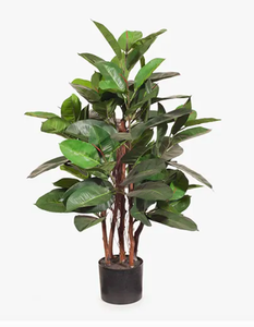 Rubber Tree