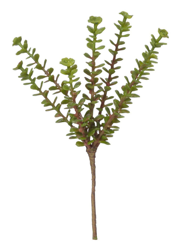 Herb Succulent - 19cm