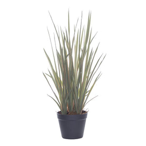 Rogue Spider Grass - Garden Pot Green/Pink