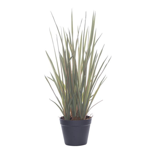 Rogue Spider Grass - Garden Pot Green/Pink