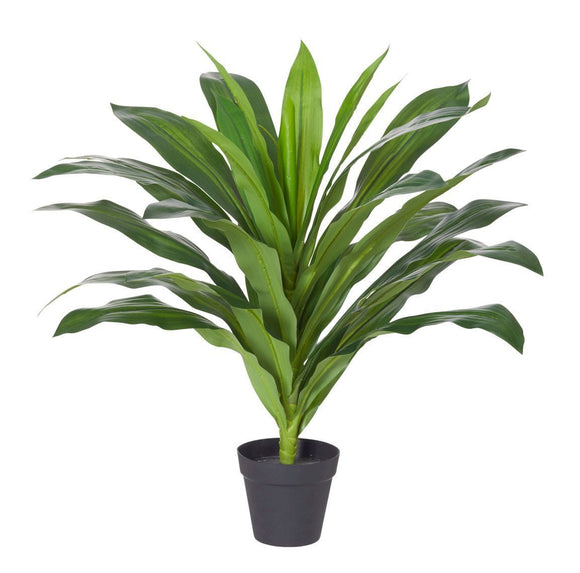 Dracaena Plant 65x65x80cm