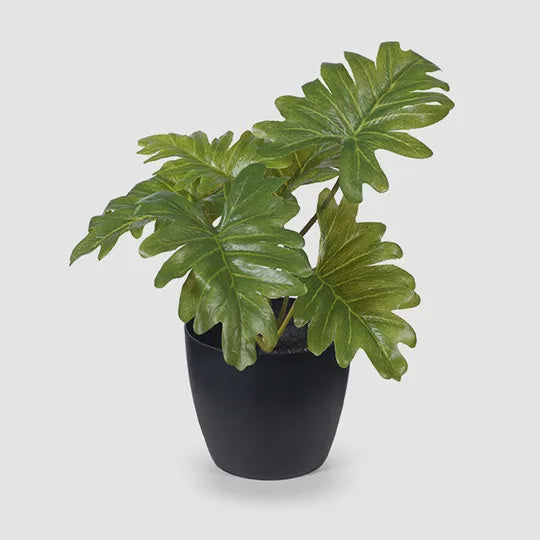 Faux Philodendron in pot 15cm