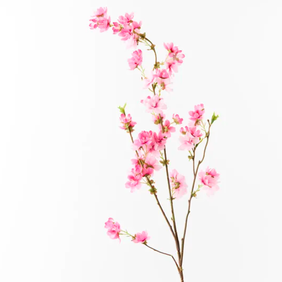 Blossom Cherry - 99cml