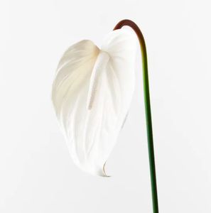 Anthurium - Winter White - 60cml