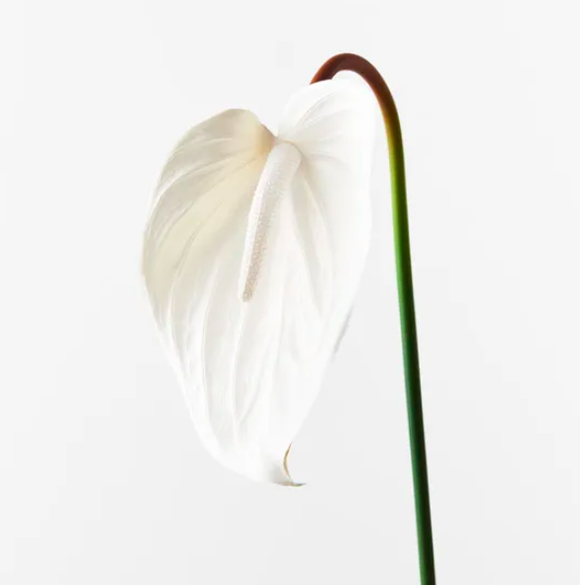 Anthurium - Winter White - 60cml