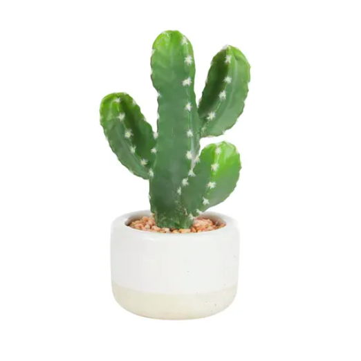 Cactus In Ceramic Pot
