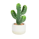 Cactus In Ceramic Pot