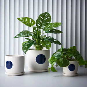 Pot - Amega w/Saucer - White Blue