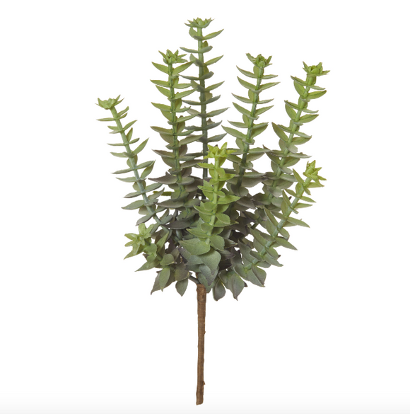 Greenery - Mini Crassula Succulent - 12x12x19cm