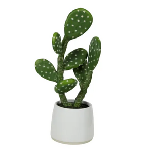 Cactus In Ceramic Pot