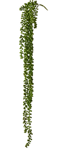 String Of Pearls Hanging Bush - Green