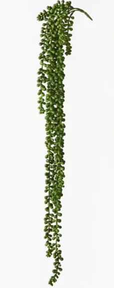 String Of Pearls Hanging Bush - Green