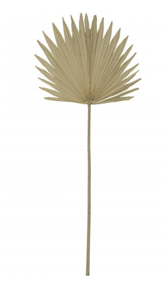 Dried Sun Fan Palm Stem - Natural