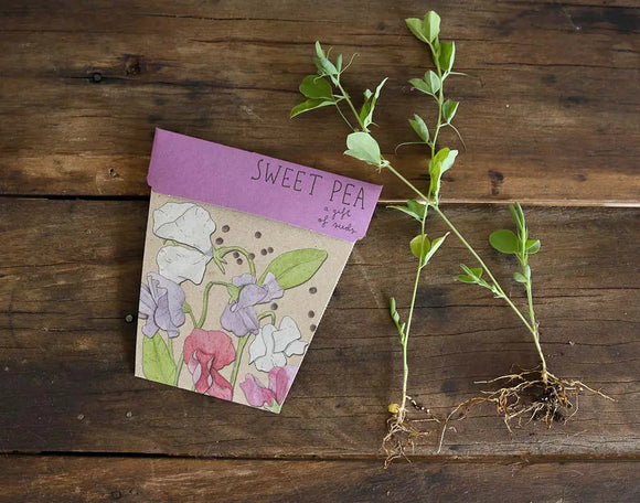 A Gift Of Seeds - Sweet Pea