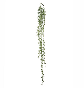 Greenery - Hanging Senecio 89cm