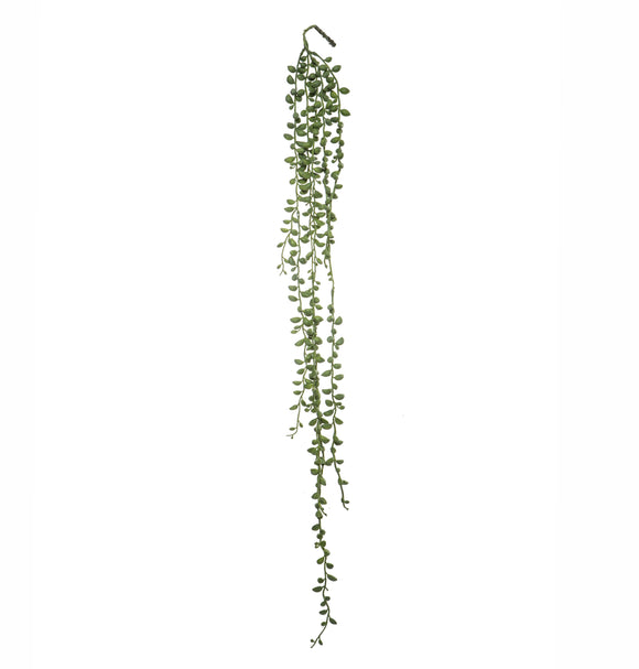 Greenery - Hanging Senecio 89cm