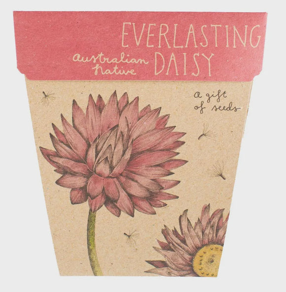A Gift Of Seeds - Everlasting Daisy