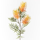 Grevillea Spray - Orange / Yellow