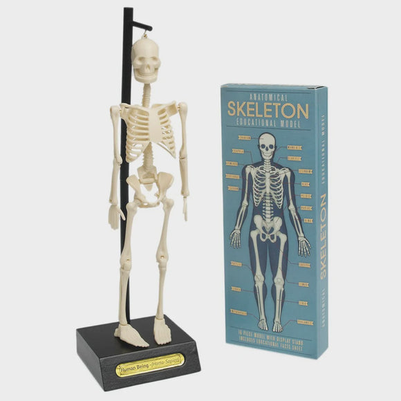 REX Anatomical Skeleton Model
